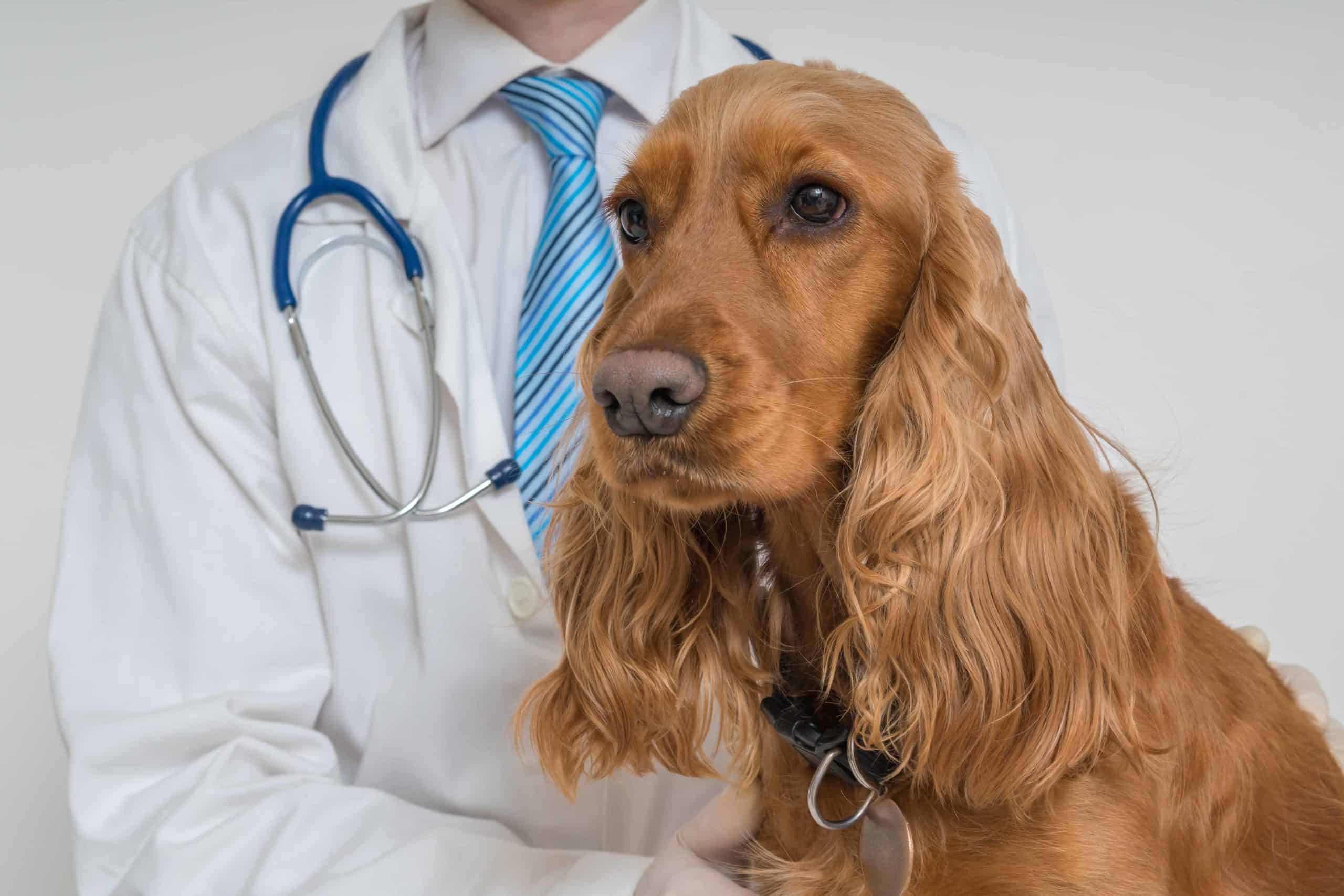 Can Cheese Cause Uti In Dogs