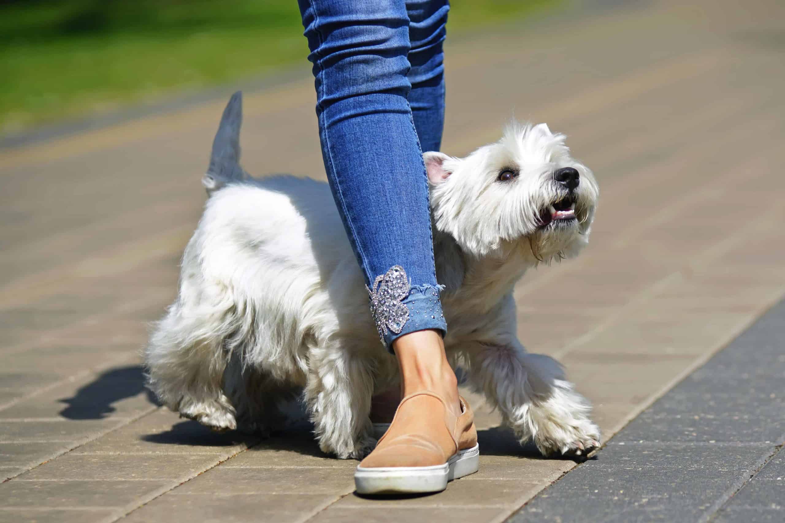 Leg weaving Teach your dog to a figureeight pattern through your legs