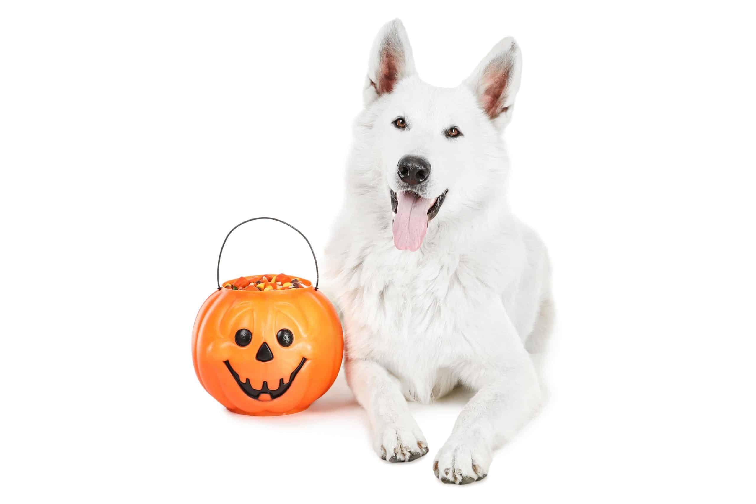 Can dogs eat candy corn? Yes, but watch for artificial ingredients, dyes