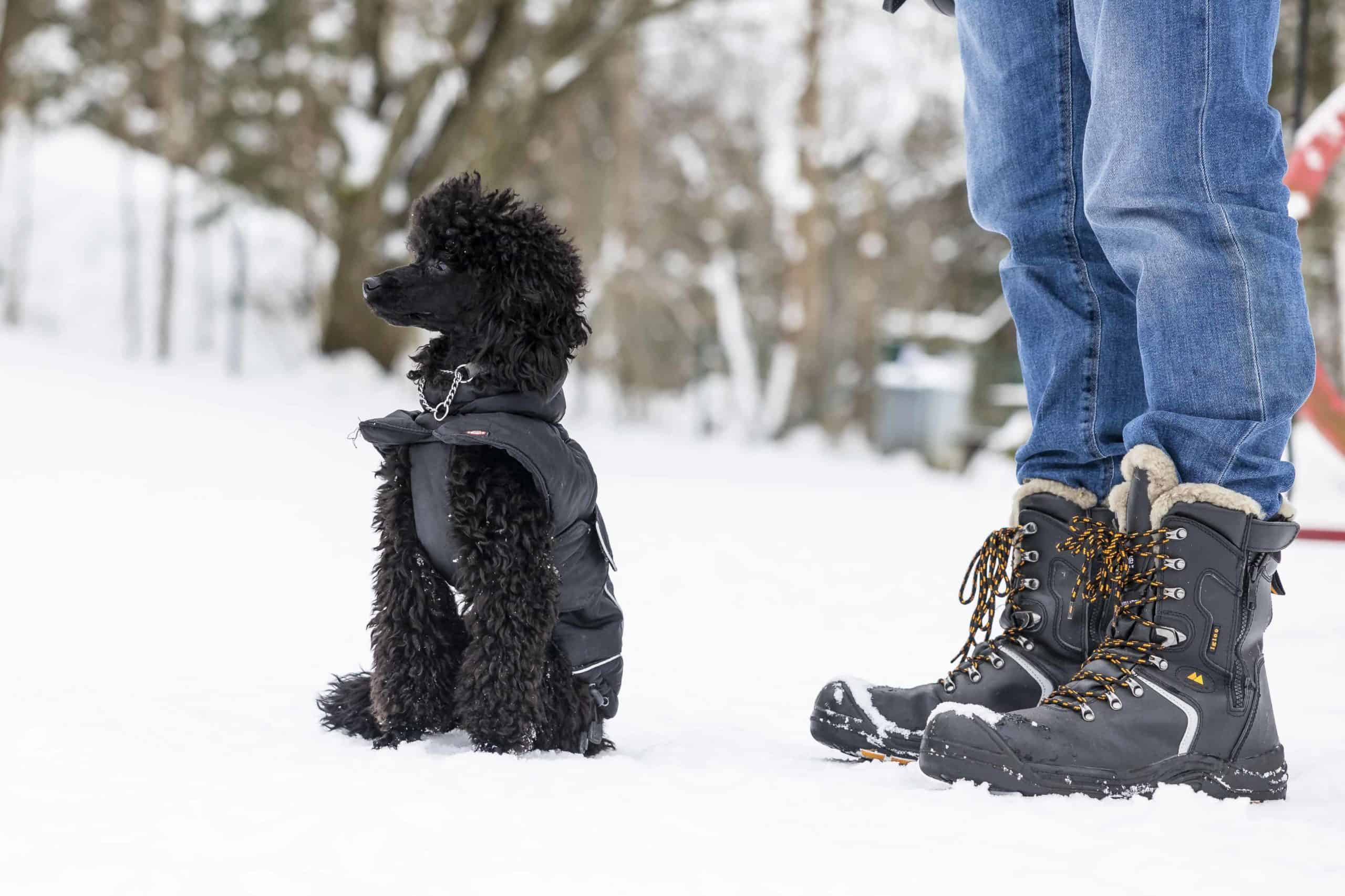 Should Poodles Wear Coats In Winter Tradingbasis