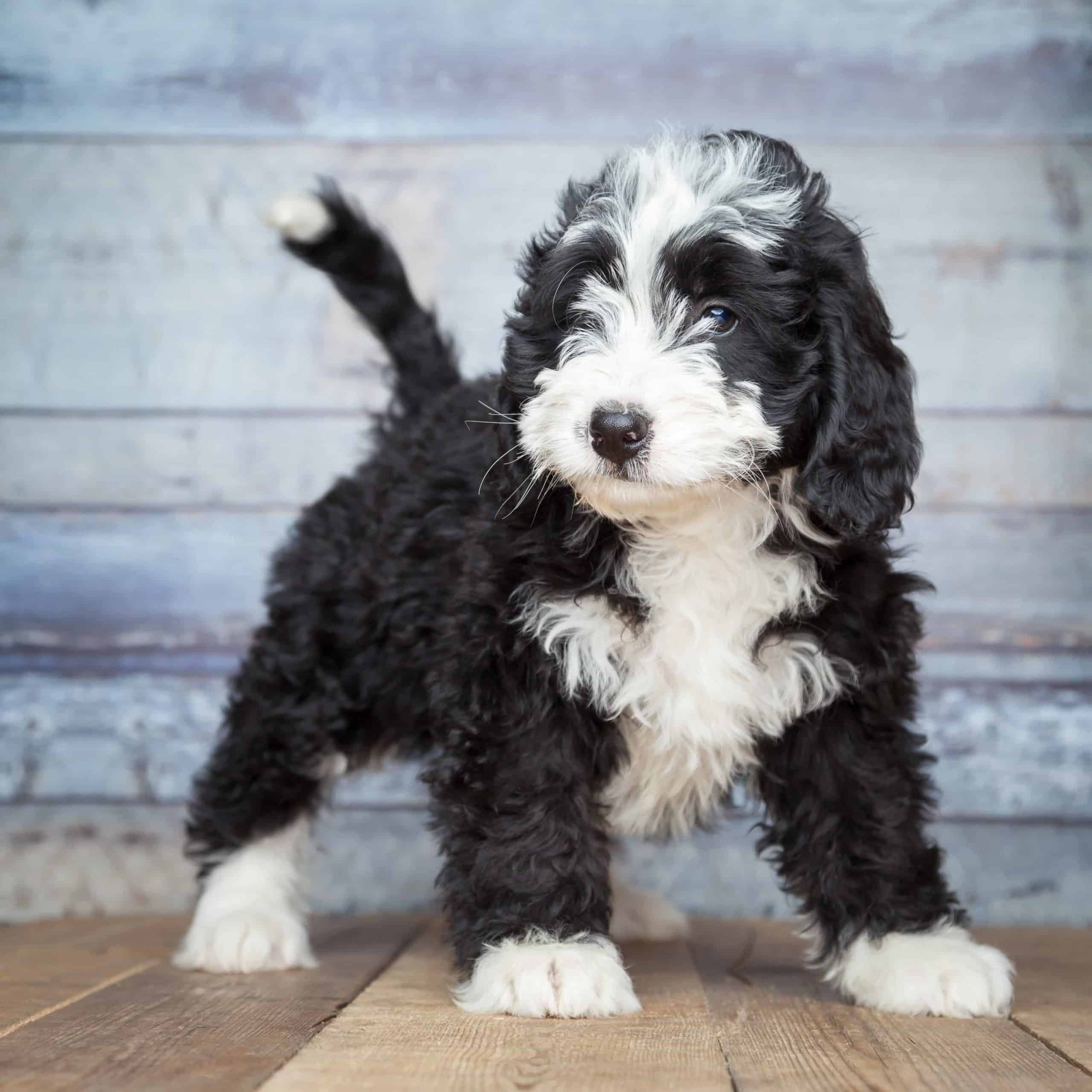 What Is A Tiny Bernedoodle