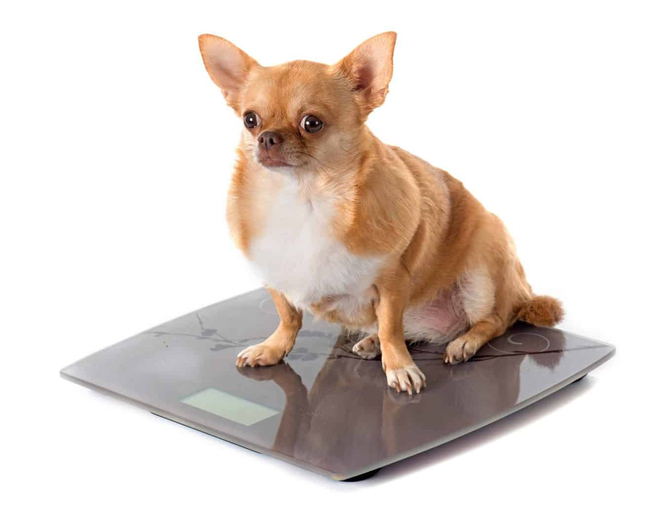 A Good Dog Food To Put Weight On A Chihuahua