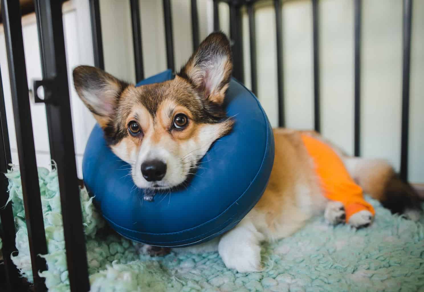 Can A Dog Tear His Acl After Surgery
