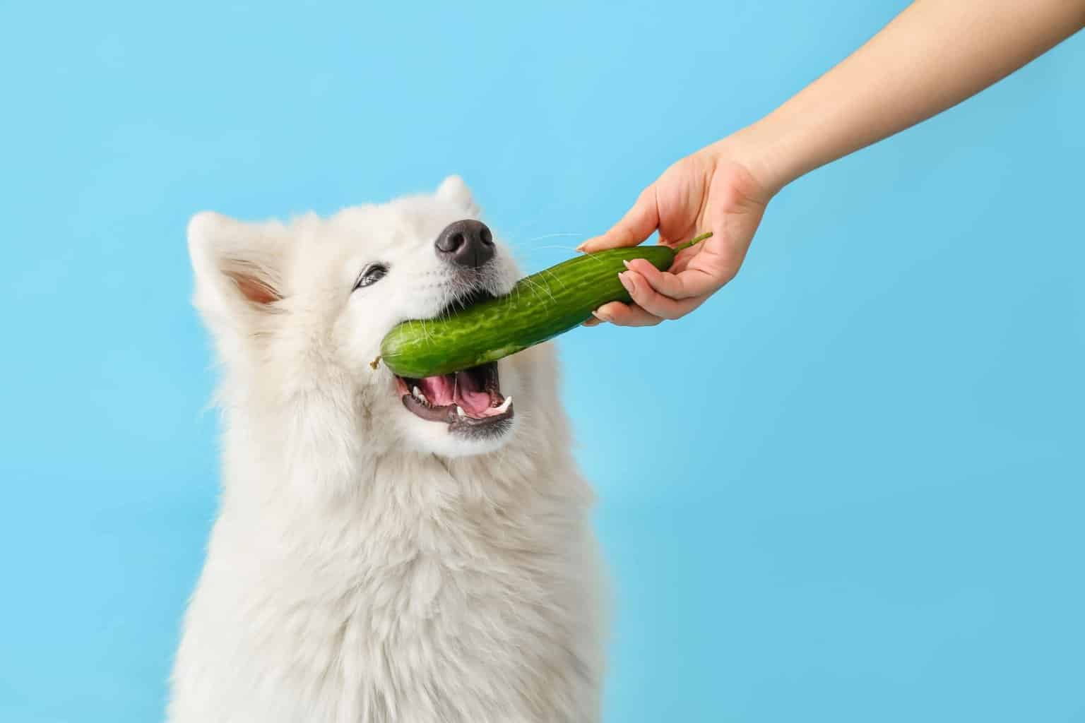 FunnyLand Can dogs safely eat cucumbers? What about peels and skin?