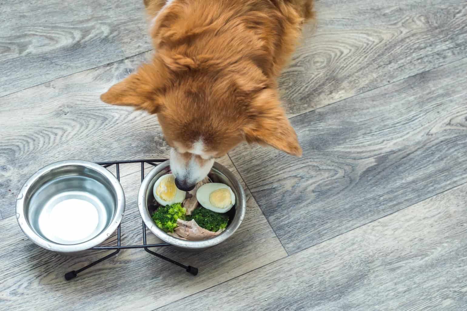 Eggs and dogs Nutritional benefits and safe ways to feed them