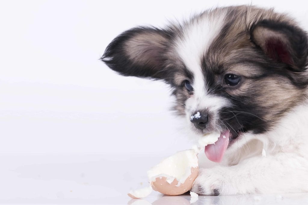Eggs Can dogs safely eat eggs, raw eggs, or eggshells?