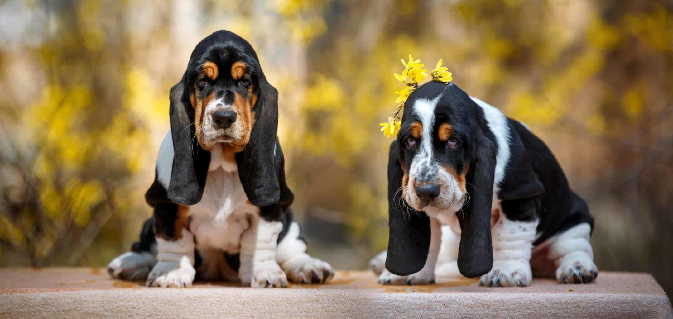 Lazy dog breeds Basset Hounds, French Bulldogs, Broholmers
