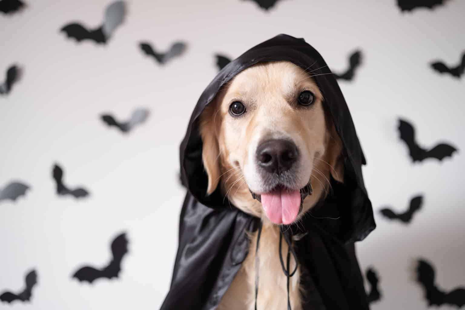 For a dogfriendly Halloween don't put your pet in a scary situation