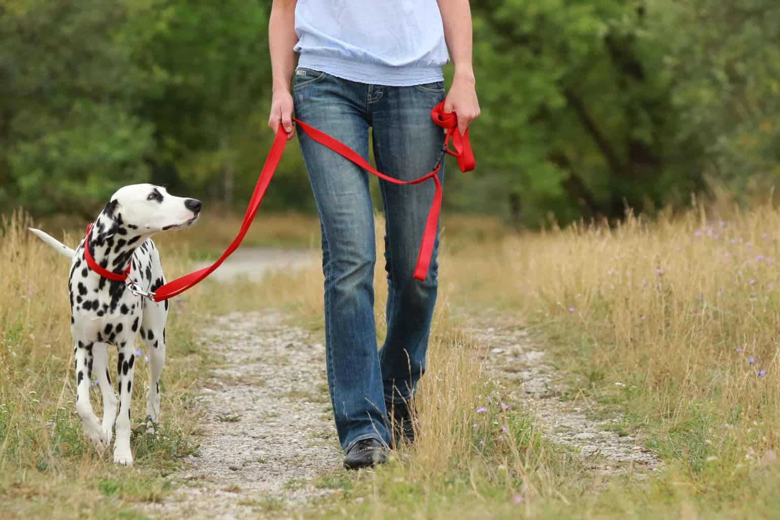Leash training Identify problems, switch your route, avoid stress