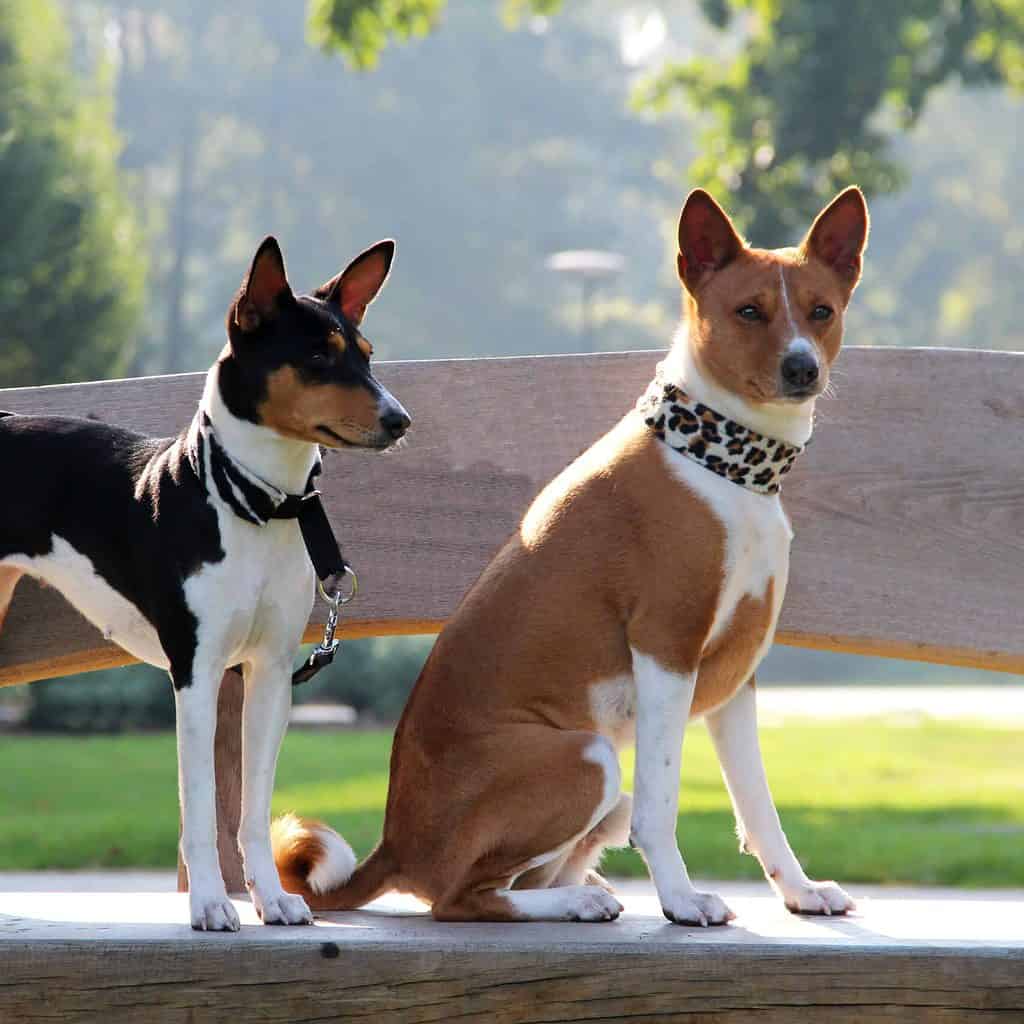 Basenji Barkless dog breed with high prey drive is smart, stubborn