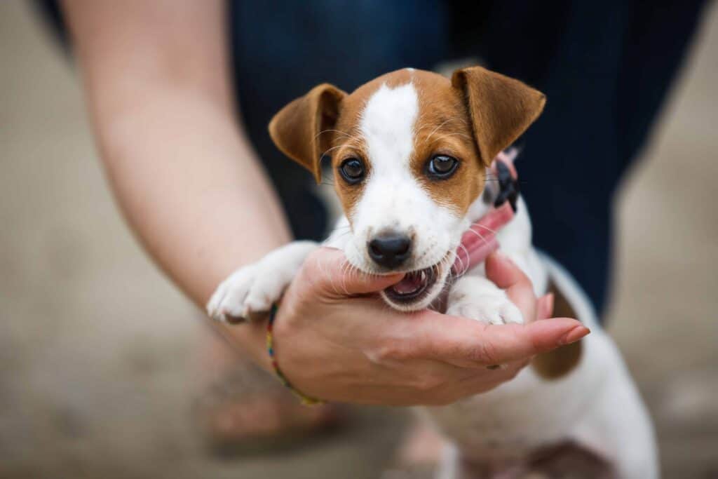 Stop puppy from biting hands, feet, legs, and more using 7 tips