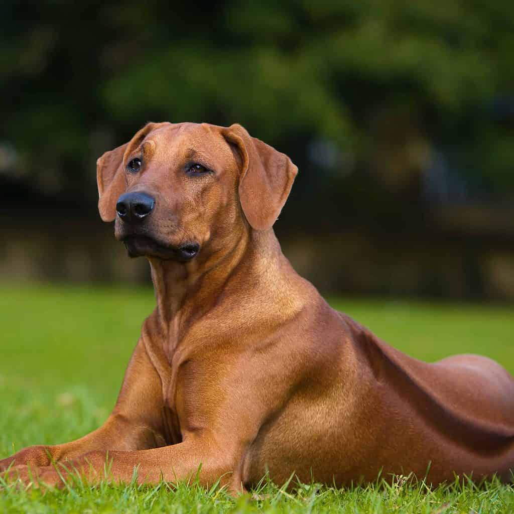 Rhodesian ridgeback known for hair ridge on back, tracking ability