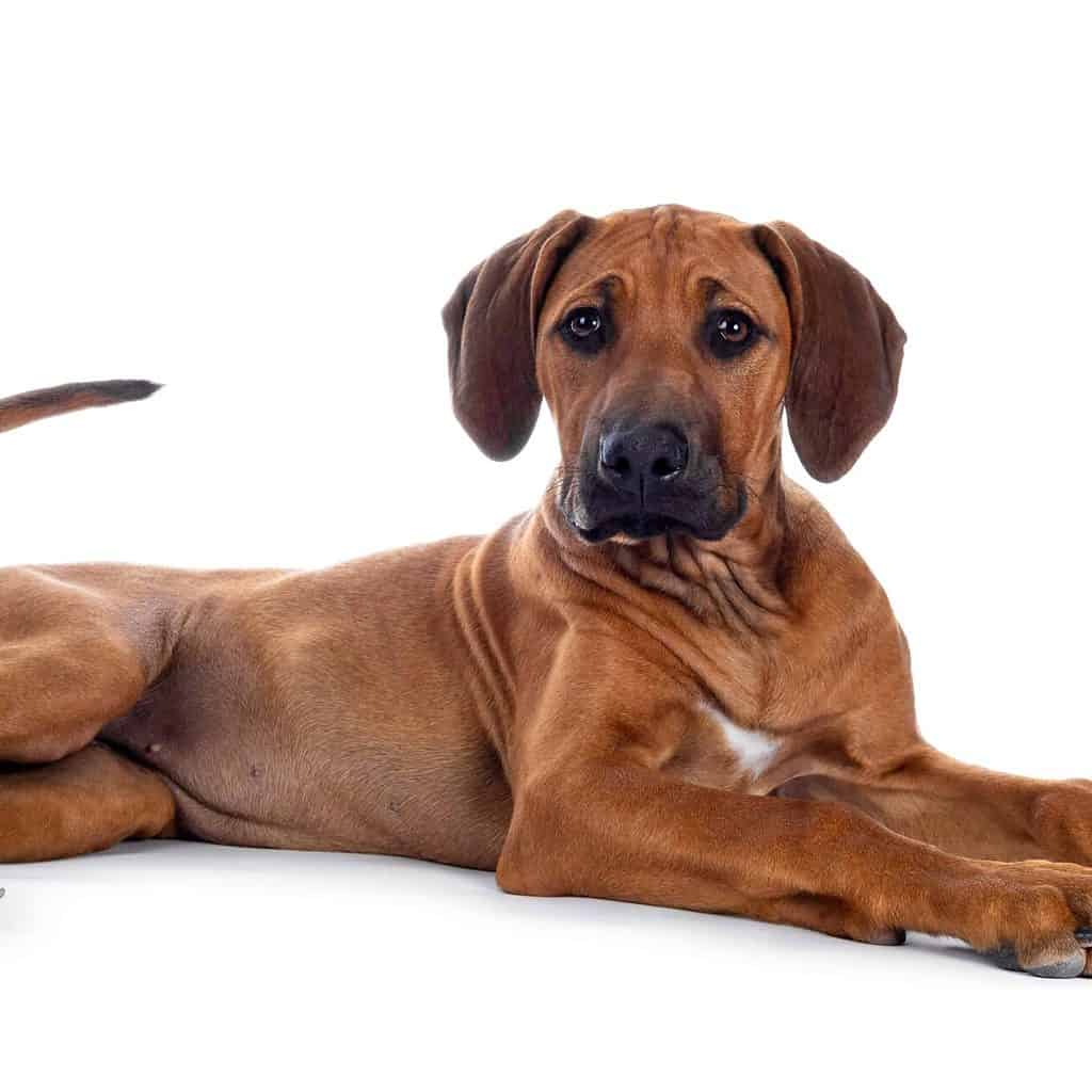 Rhodesian ridgeback known for hair ridge on back, tracking ability