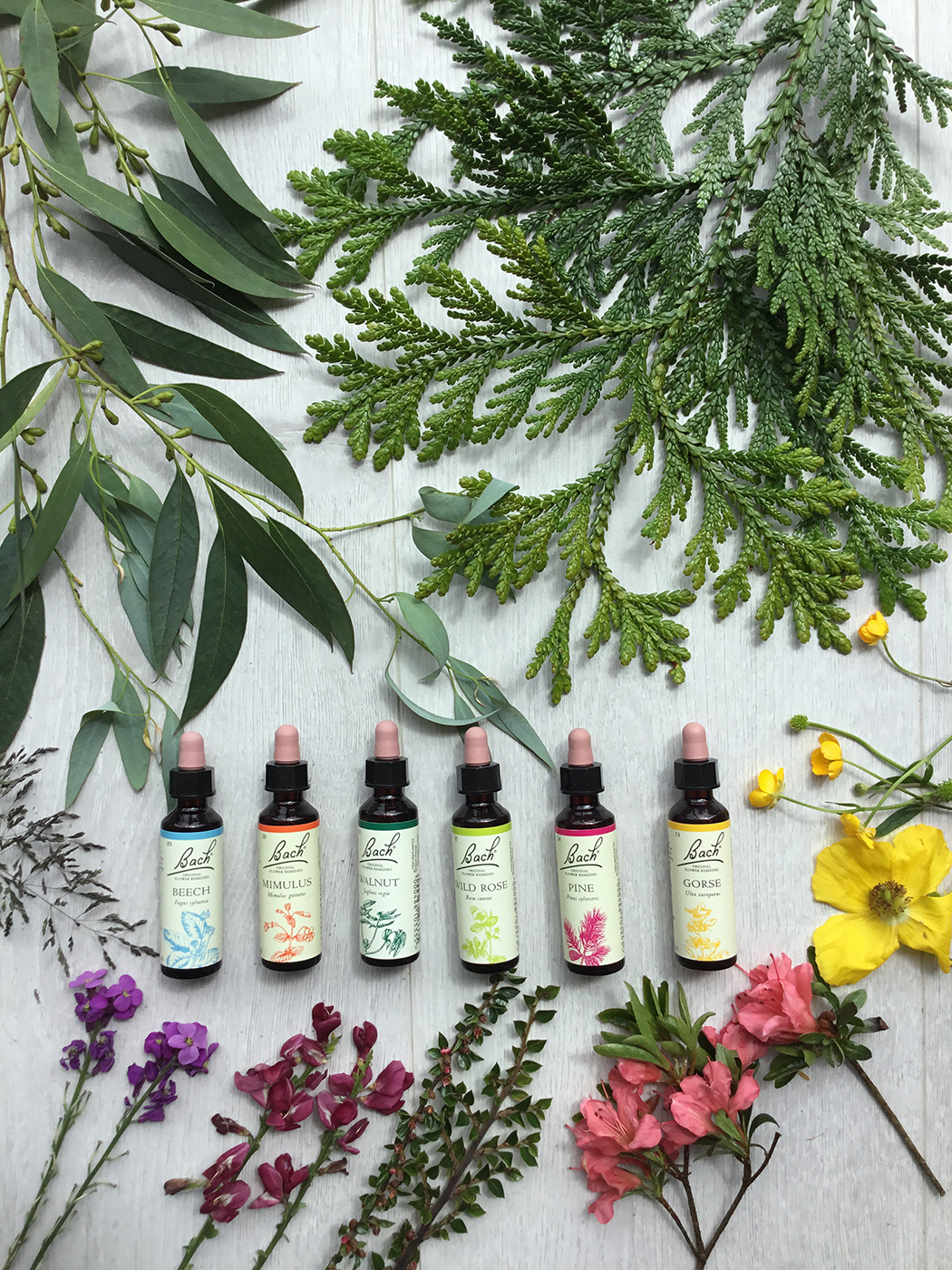 Bach Flower Therapy NI