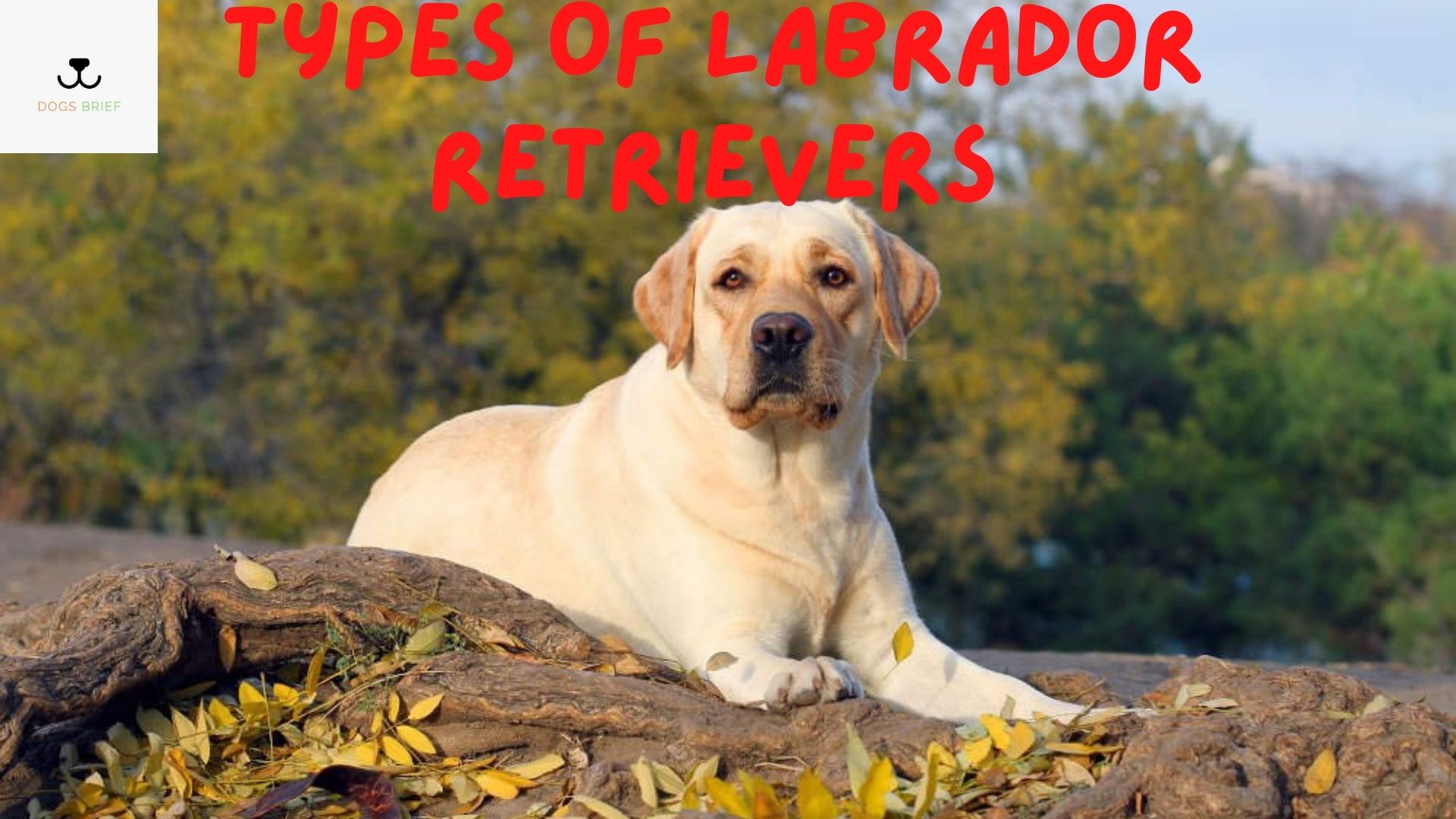 Labrador Breed Types Types of Labrador Breed