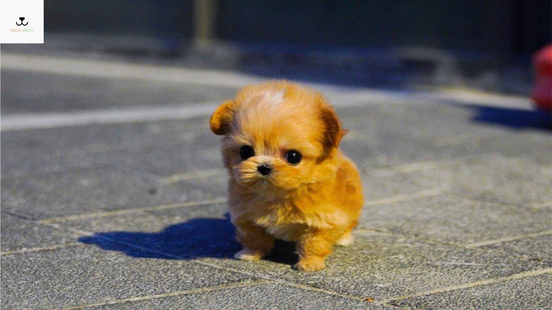 Top 10 TooCute Teacup Dog Breeds Information with Picture