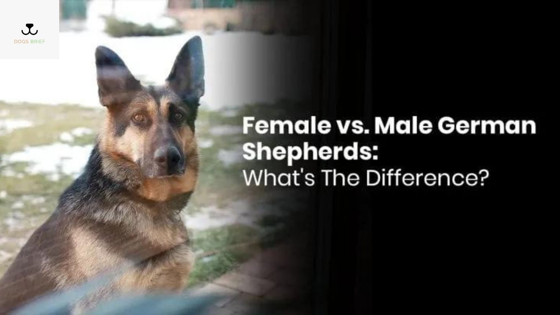 Male vs. female German Shepherd What are the differences?