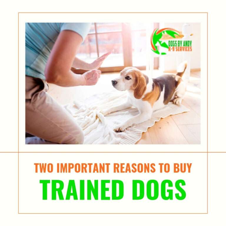 Two Important Reasons to Buy Trained Dogs Dogs By Andy K9 Services