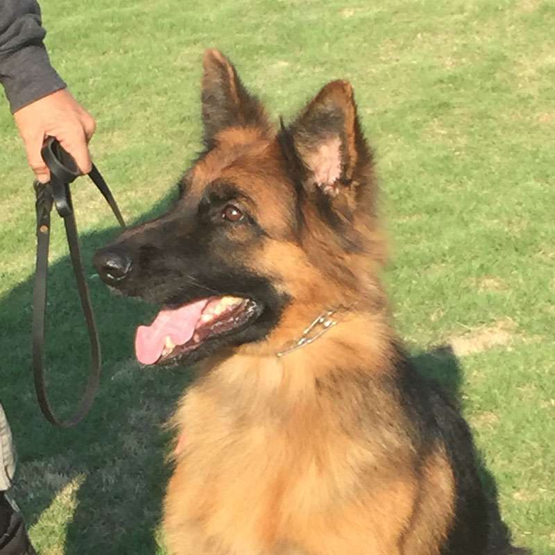 OnLeash Training, Greensboro, NC Dogs By Andy K9 Services