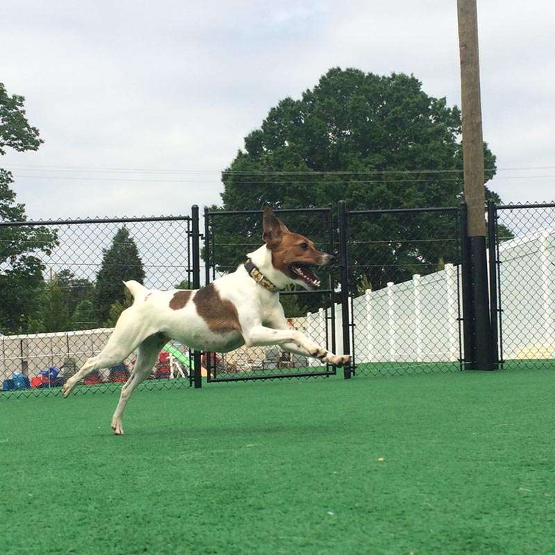 Dogs By Andy K9 Services Kennel & Training Center