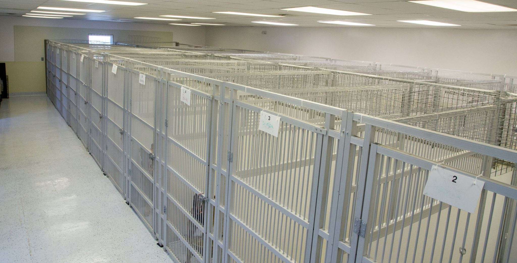 Indoor Kennels Dogs By Andy K9 Services