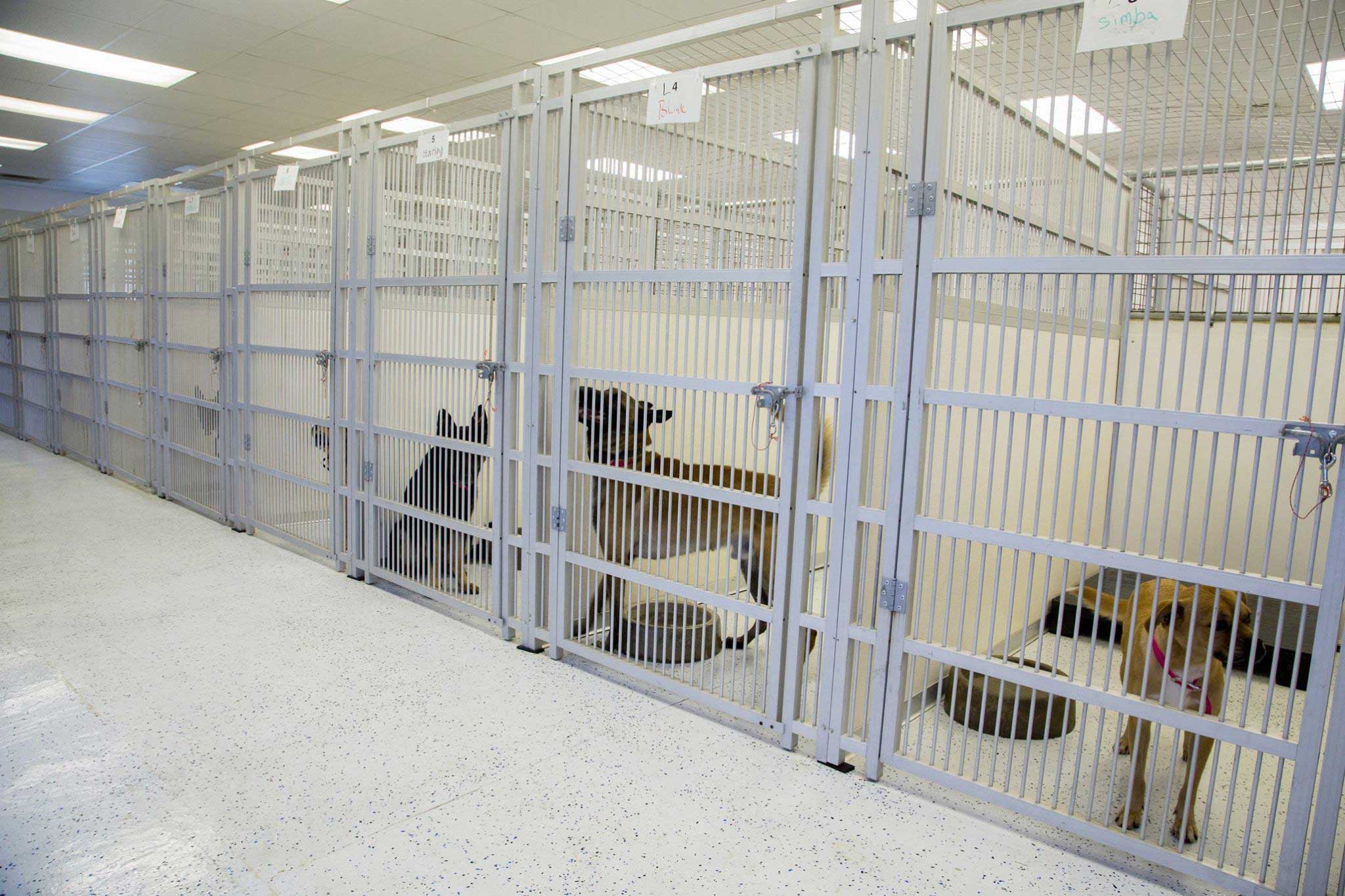 Dog Boarding Dogs By Andy K9 Services