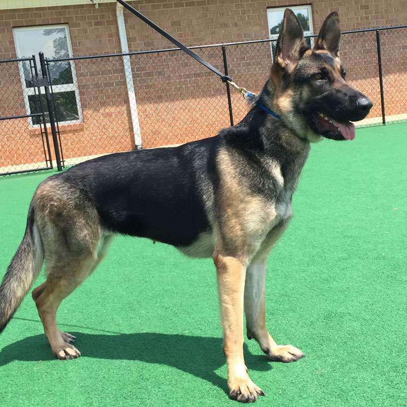 Leash Training, Mooresville, NC Dogs By Andy K9 Services