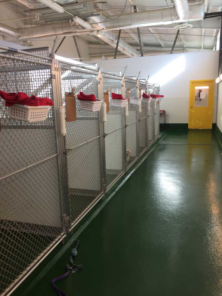 Piedmont Triad Dogs By Andy K9 Services