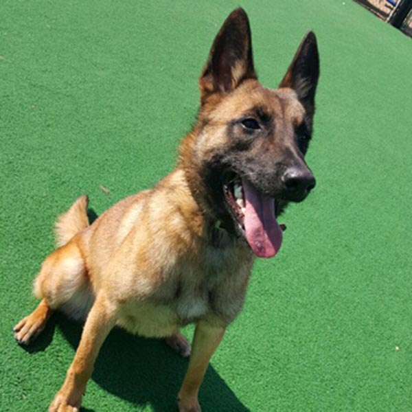 Protection Training, Greensboro, NC Dogs By Andy K9 Services