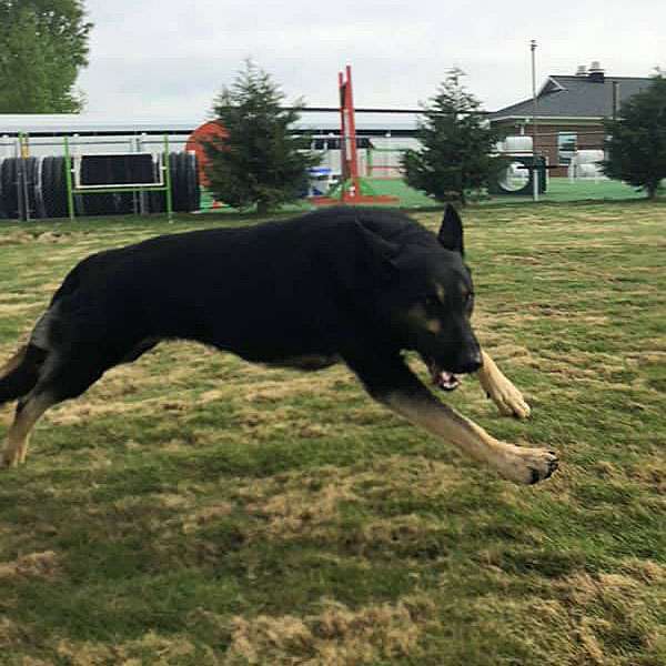 Guard Dog Training, Mooresville, NC Dogs By Andy K9 Services