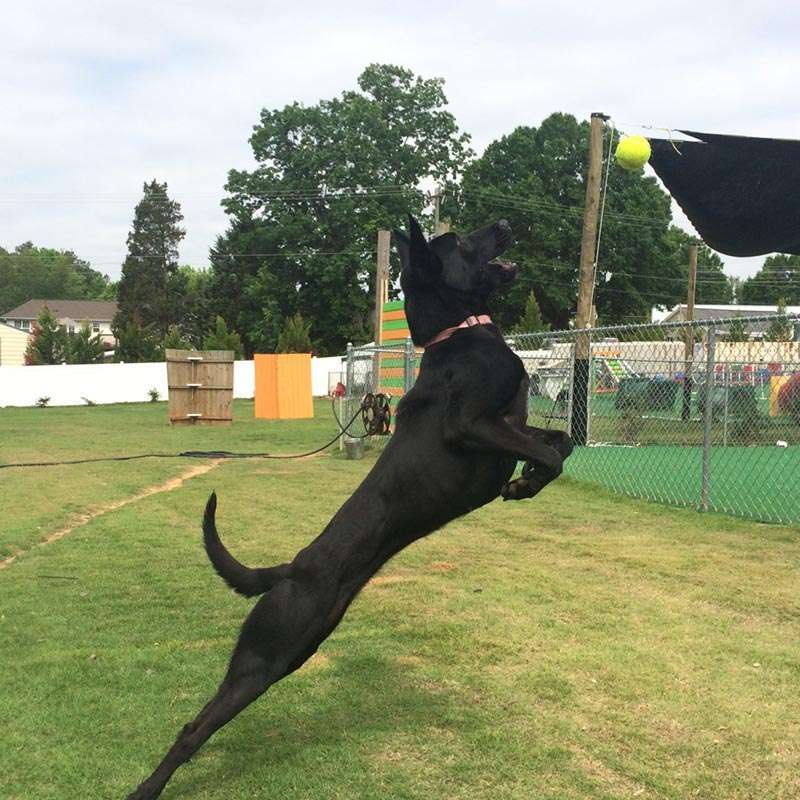 Dog Training, Salisbury, NC Dogs By Andy K9 Services