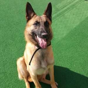 Buy Trained Dogs | Dogs By Andy K-9 Services