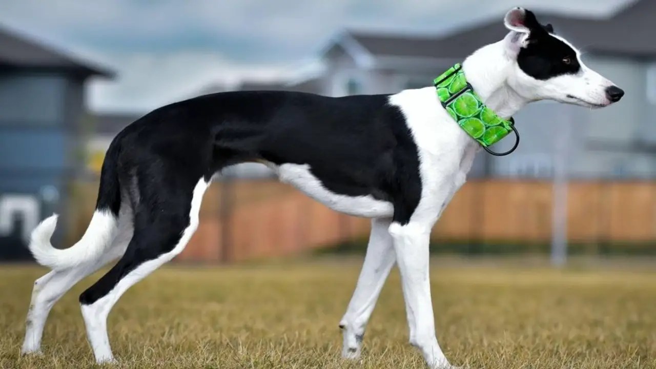 6 Tips For Raising The Border Whippet