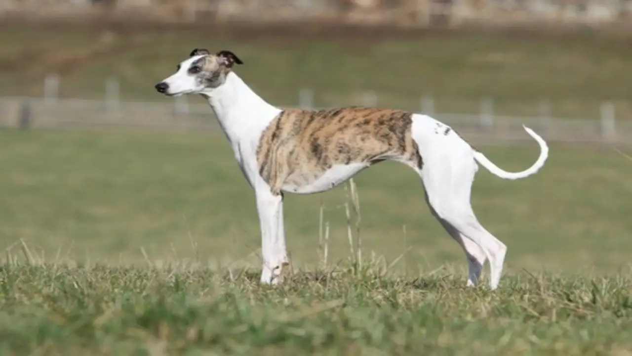 Border Whippet Temperament And Behavior