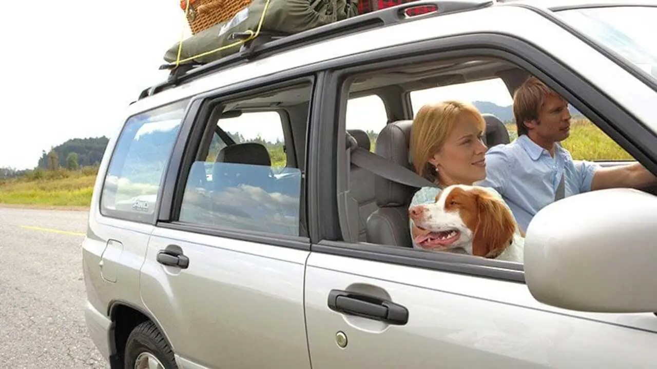 How Can You Make Car Rides More Enjoyable For Your Dog
