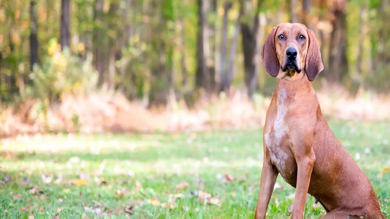 How Much Does A Redbone Lab Puppy Cost