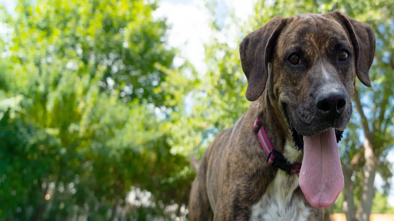 How To Adopt Shepherd Plott Hound Mix