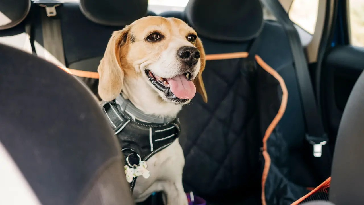 How To Discourage Your Dog Poops In Car