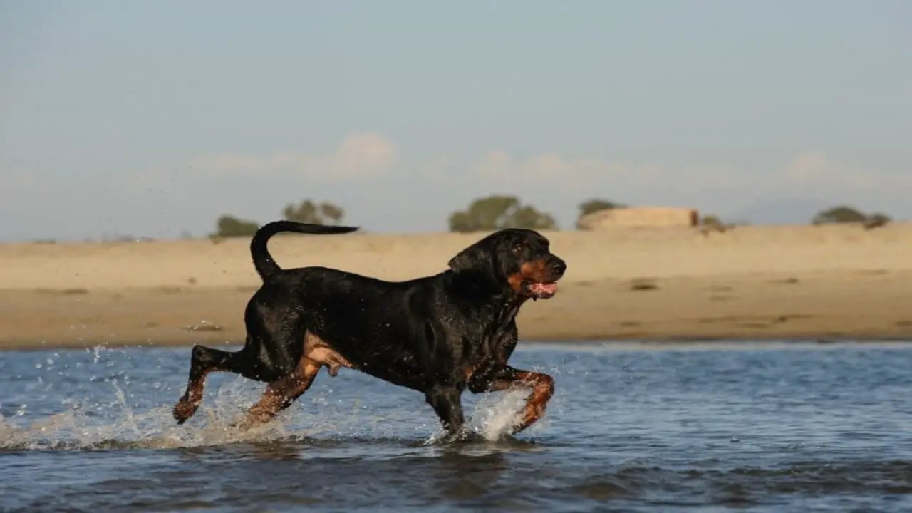 How To Maintain The Coonhound German Shepherd Mix