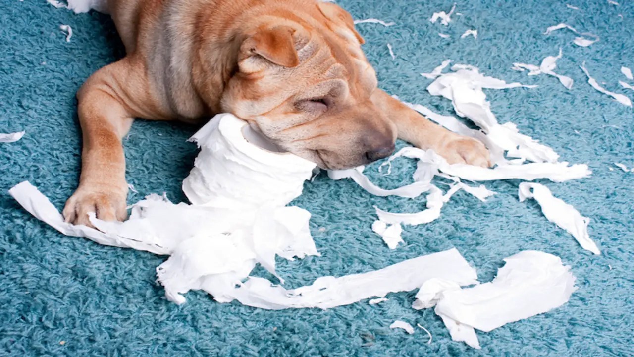 Dog Ate Napkin Emergency Unveiled