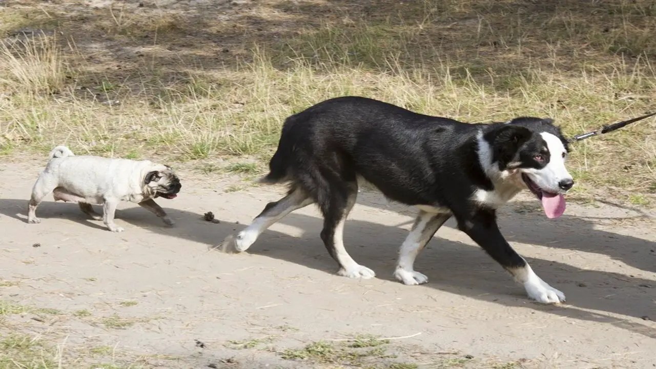 My Big Dog Killed My Little Dog Heartbreaking Tragedy