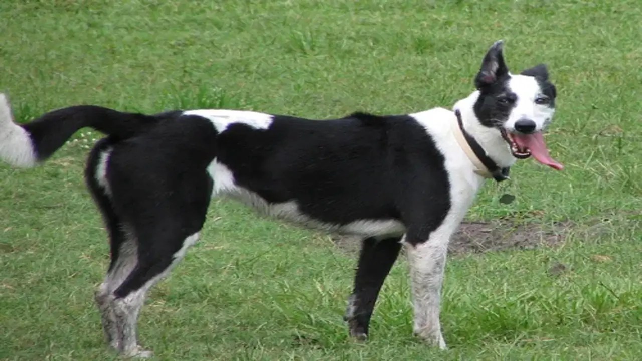 Looking For Reputable Border Whippet Breeders