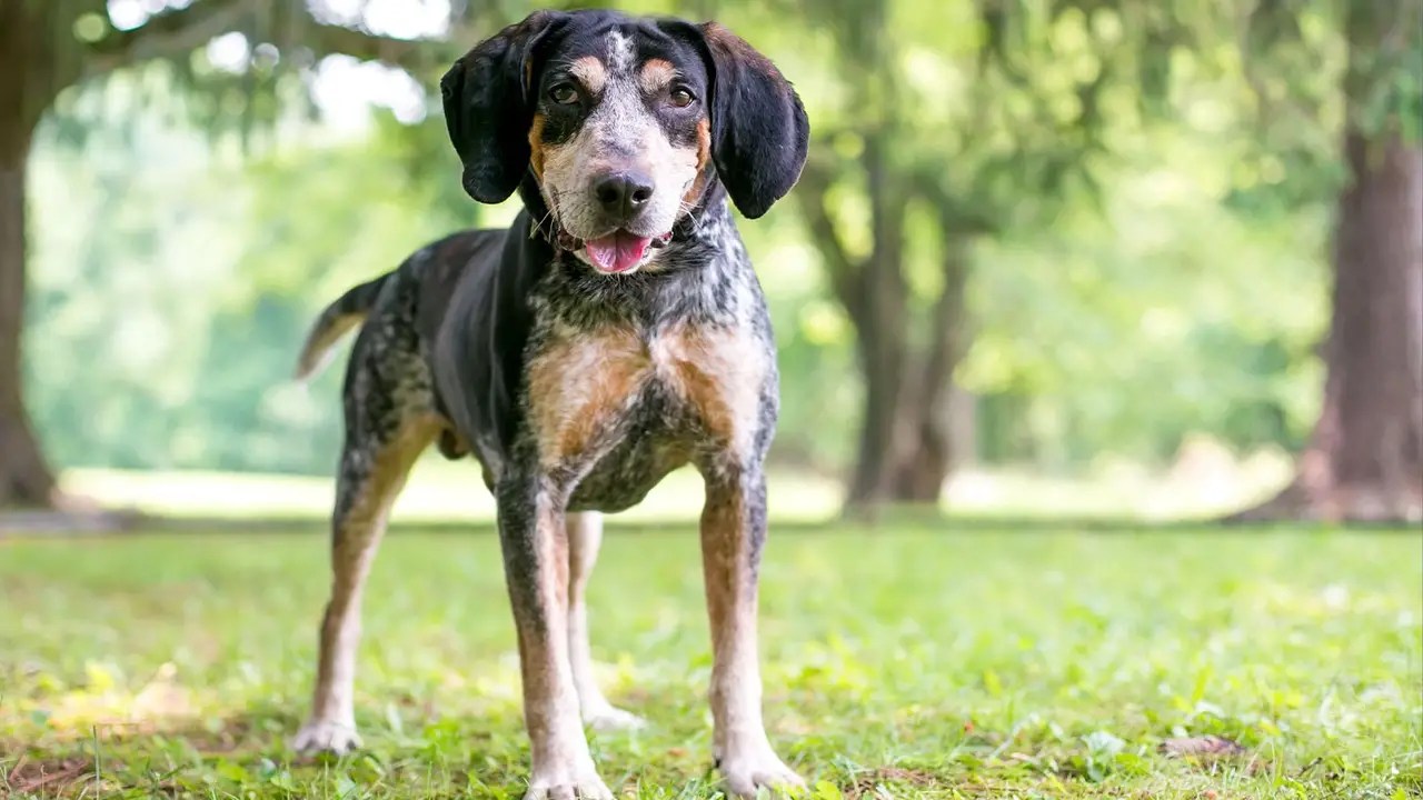 Looking For Reputable Coonhound German- Shepherd Mixbreeders