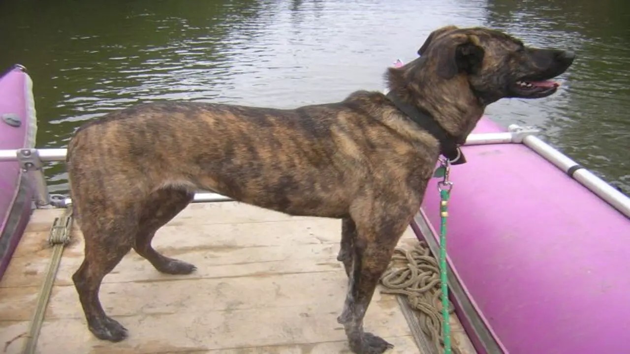 Looking For Reputable Shepherd Plott Hound Mixbreeders