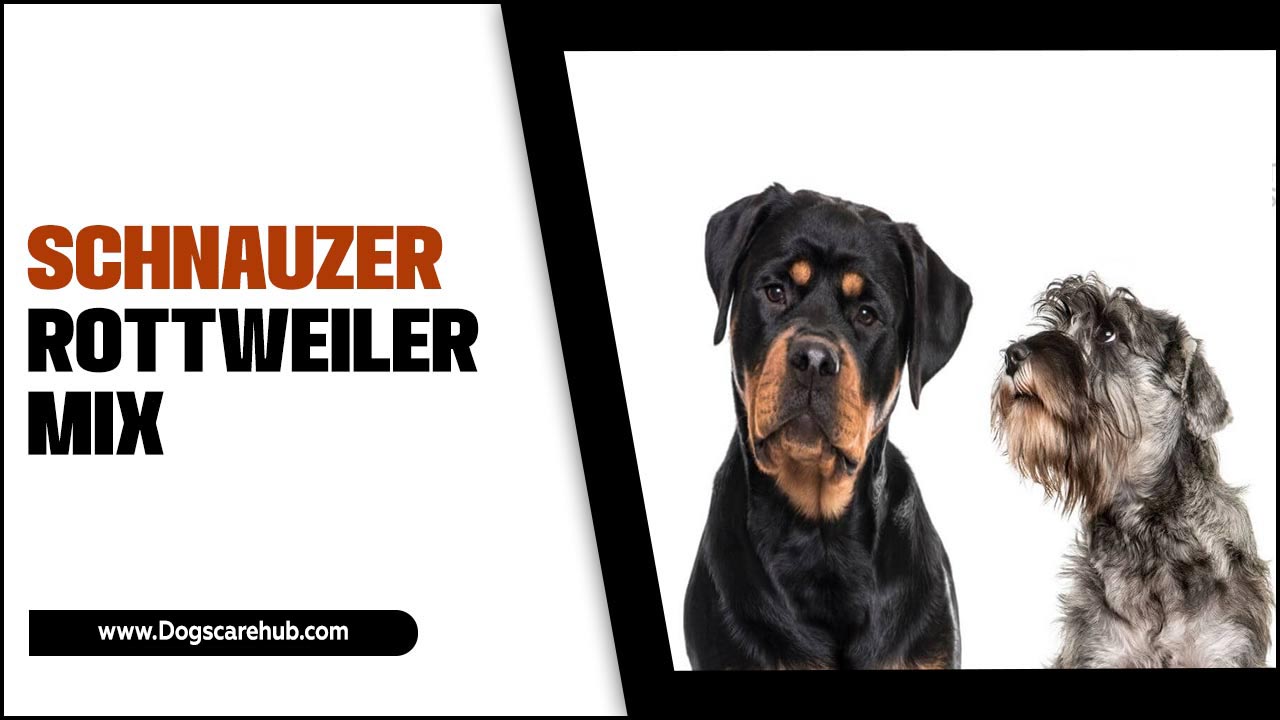 Schnauzer Rottweiler Mix