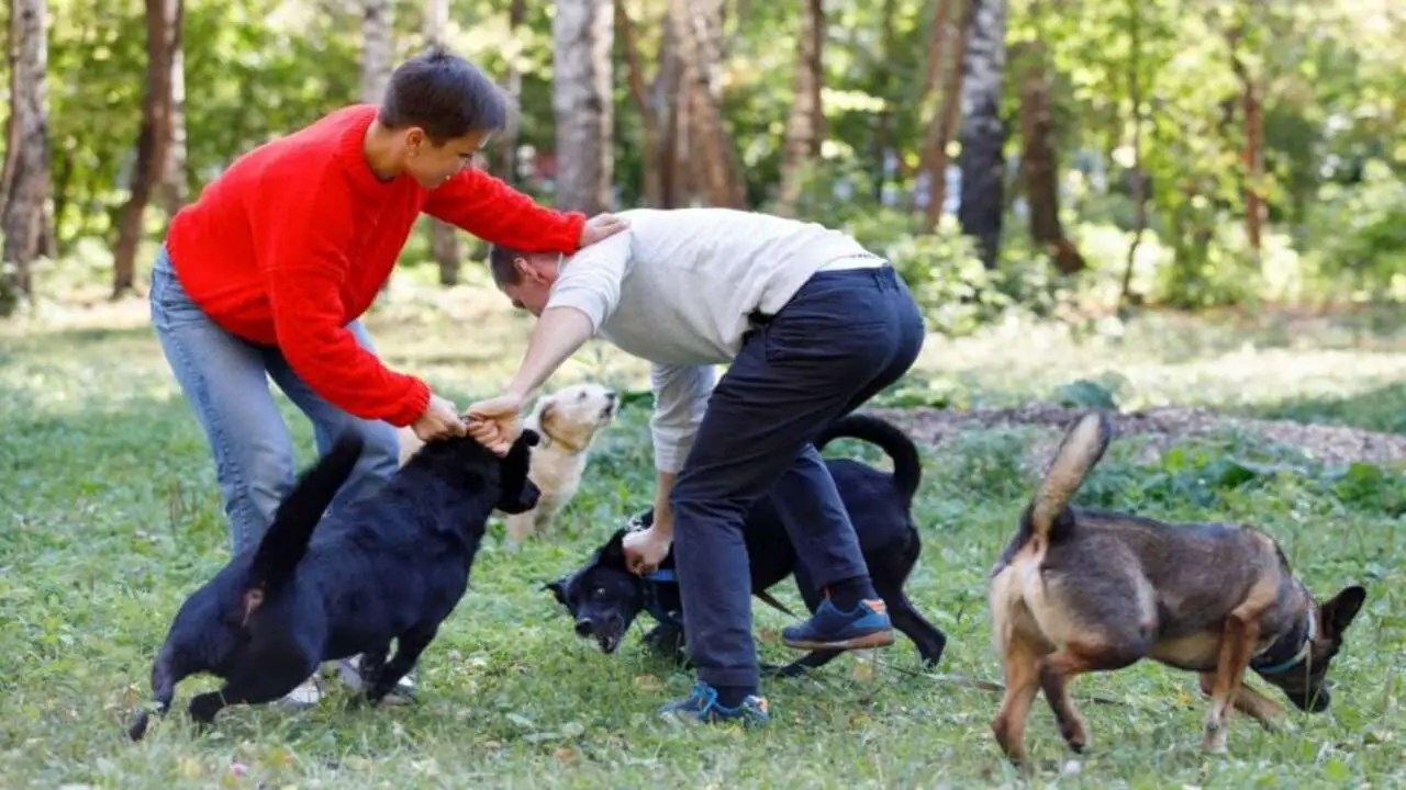 Seeking Professional Help And Guidance In Dealing With Aggression Issues