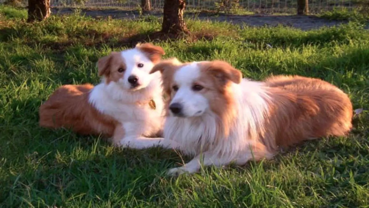 Shaved- Collie's Temperament And Behavior