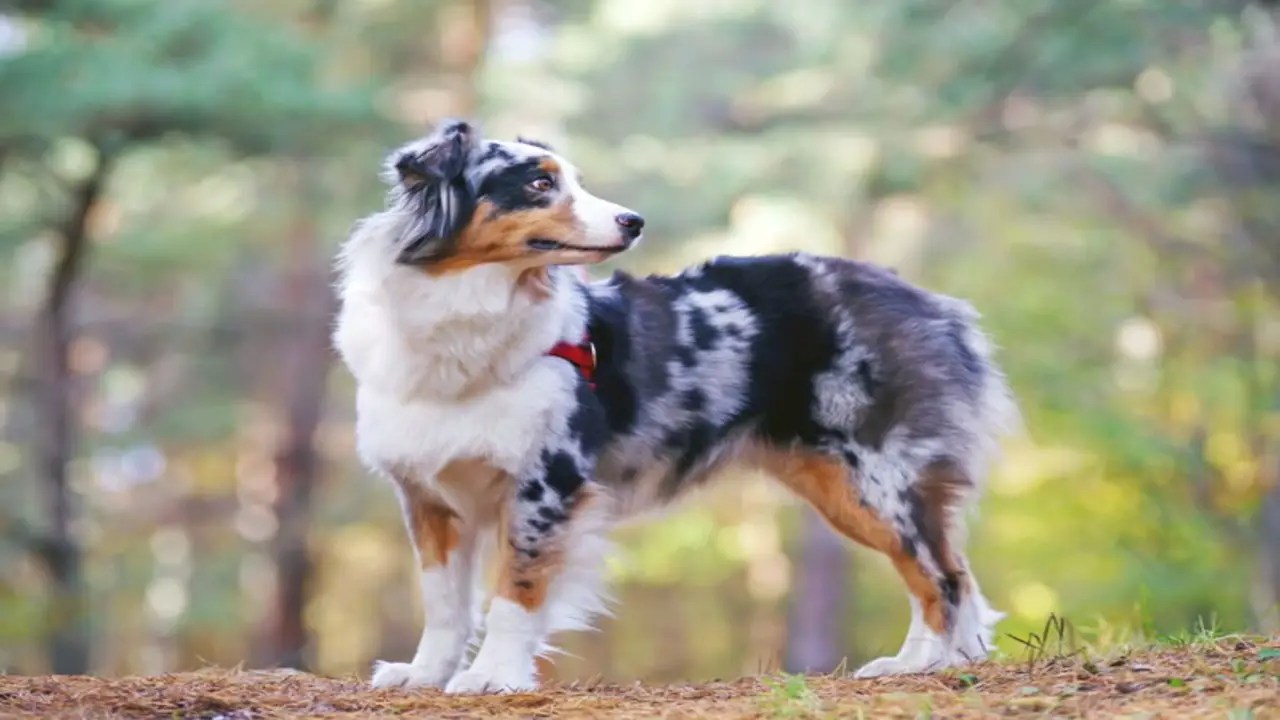 Type Of Ears Seen In Australian Shepherds