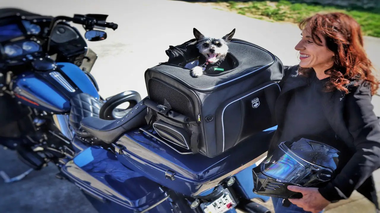 Types Of Dog Harnesses -For Motorcycle