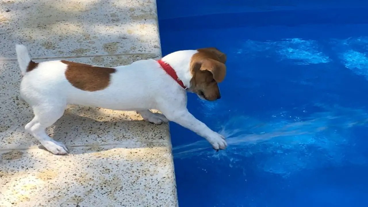 Jack Russell Terrier With Tail Wagging Wonders